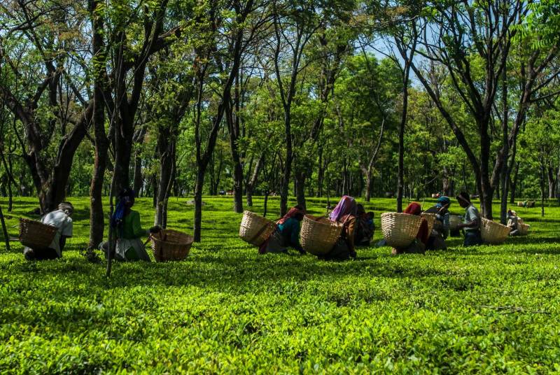 Himachal with Amritsar 13 N 14 D