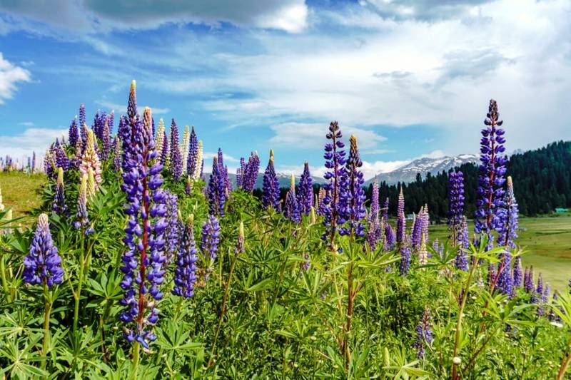 KASHMIR WITH VAISHNODEVI 13N 14D