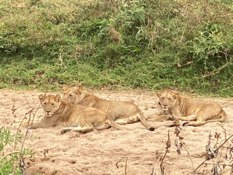 4 Days 3 Nights in Ruaha National Park