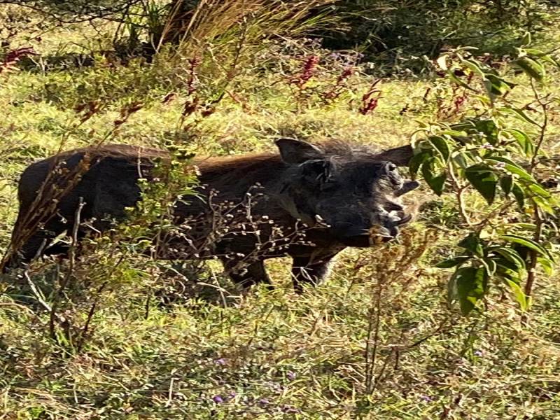 4 Days 3 Nights in Ruaha National Park