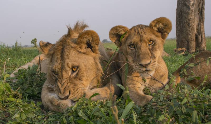 4 Days 3 Nights in Ruaha National Park
