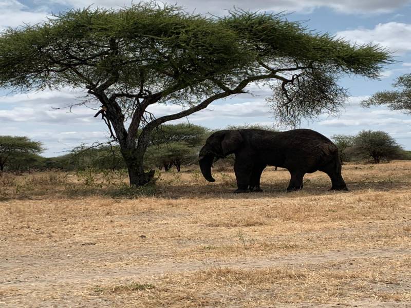 4 Days 3 Nights in Ruaha National Park