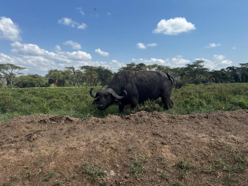 2 Nights 3 Days Maasai Mara Game Reserve