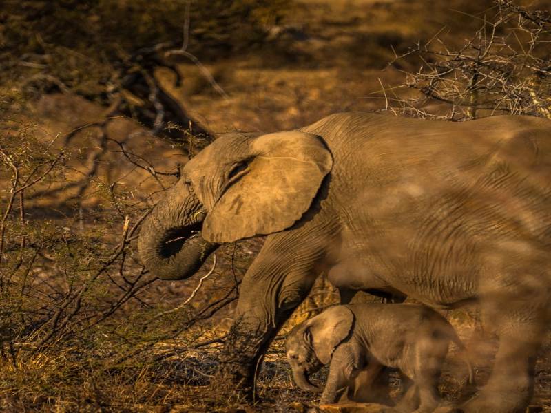 2 Nights 3 Days Maasai Mara Game Reserve