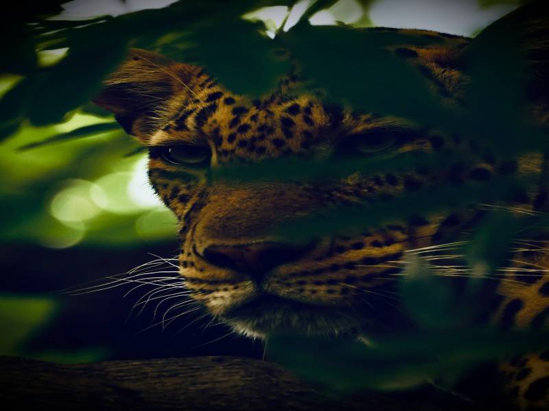 2 Nights 3 Days Maasai Mara Game Reserve