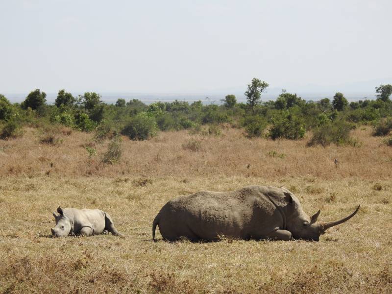 2 Nights 3 Days Maasai Mara Game Reserve