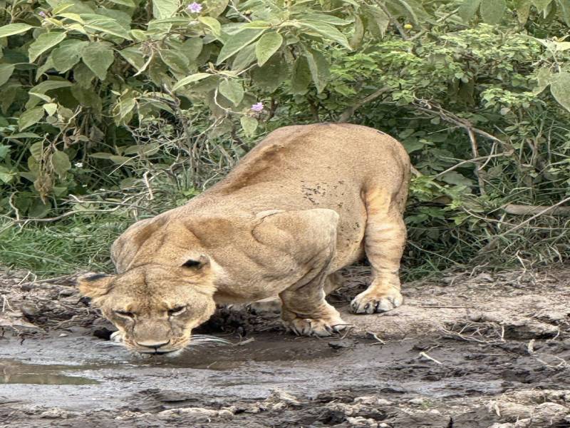 Amboseli National Park Kenya Budget Safari Image