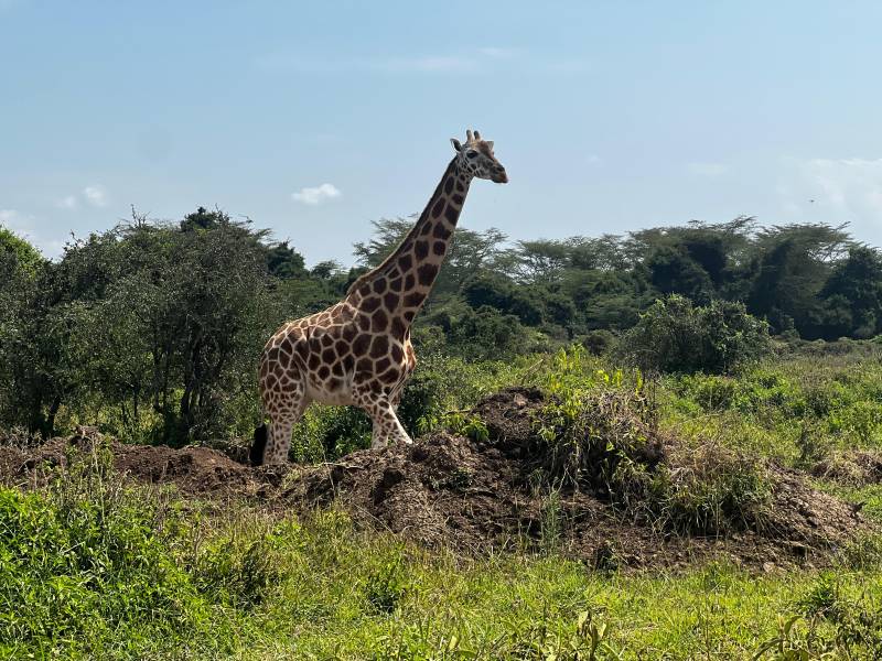 Great Rift valley Lakes and Maasai Mara safari