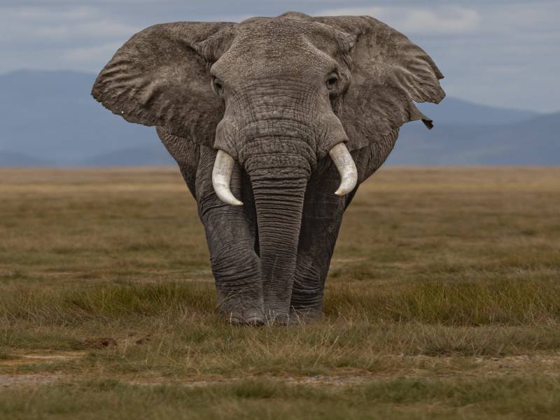 Great Rift valley Lakes and Maasai Mara safari