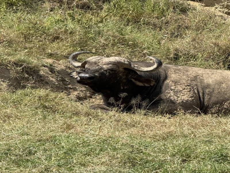 Great Rift valley Lakes and Maasai Mara safari