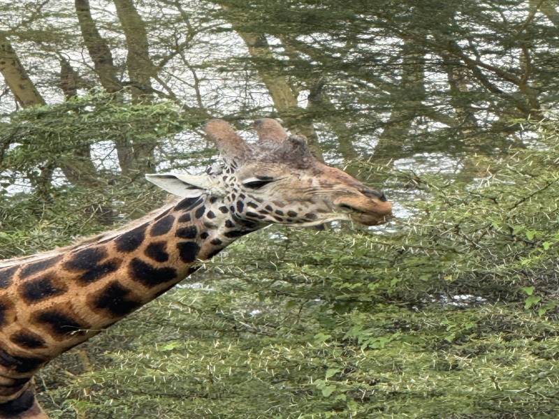 4-Day Awesome Kenya - Budget