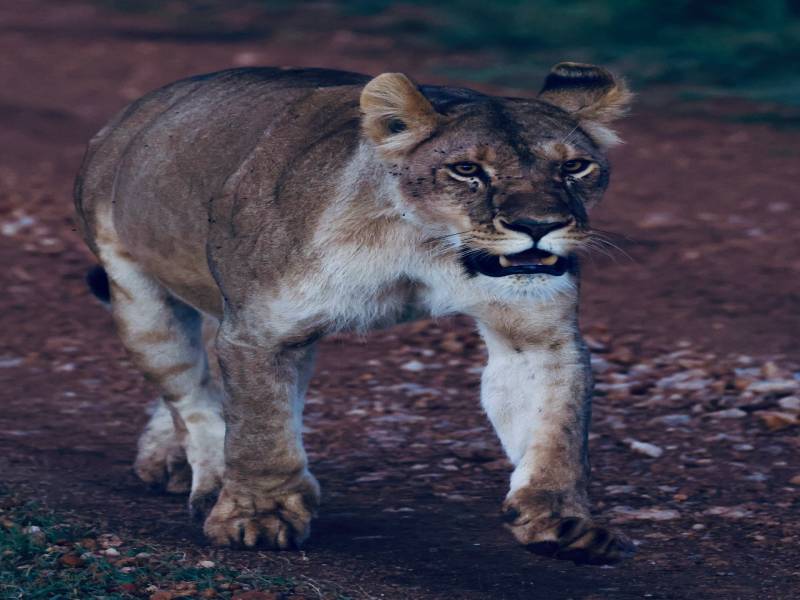 4-Day Awesome Kenya - Budget