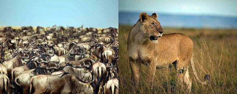 3-Day Samburu National Reserve Safari Trip