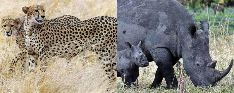 3-Day Samburu National Reserve Safari Trip