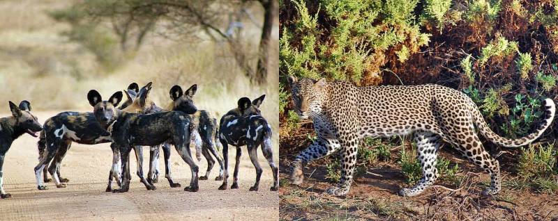 3-Day Samburu National Reserve Safari Trip