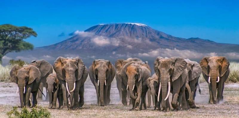 4-Day Tsavo West and Amboseli Tour from Nairobi