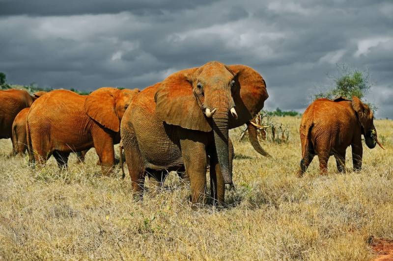 4-Day Tsavo West and Amboseli Tour from Nairobi