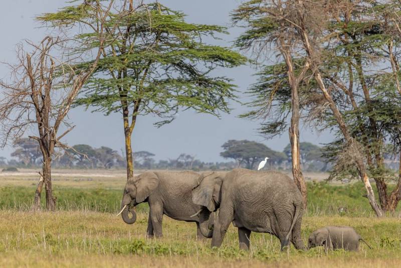 4-Day Tsavo West and Amboseli Tour from Nairobi