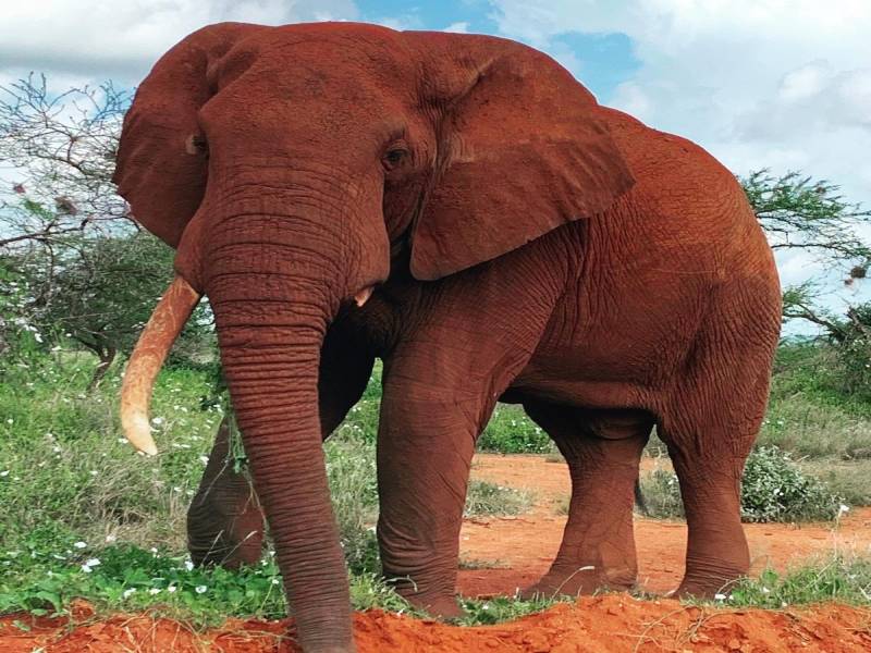 4-Day Tsavo West and Amboseli Tour from Nairobi