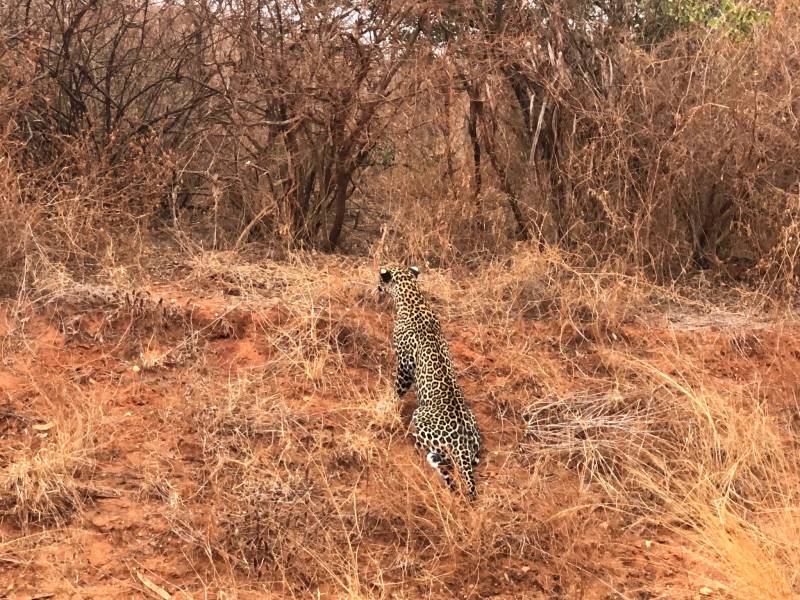 4-Day Tsavo West and Amboseli Tour from Nairobi