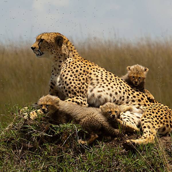 3 Days Maasai Mara Tour Image