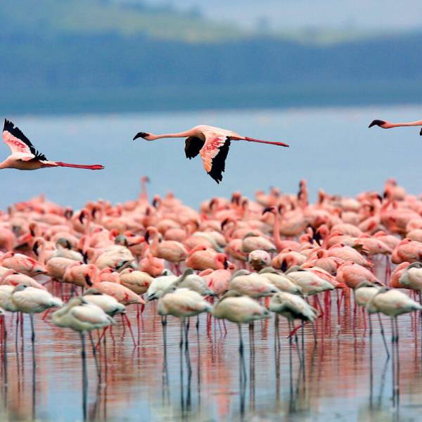 5 Days Lake Nakuru - Maasai Mara Tour Image