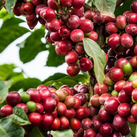 1 Day Karunguru Coffee Farm Day Tour Image