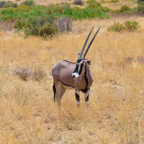 3 Days Tsavo West National Park Tour Image
