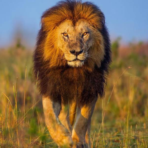 11 Days Kenya Safari Tour Image