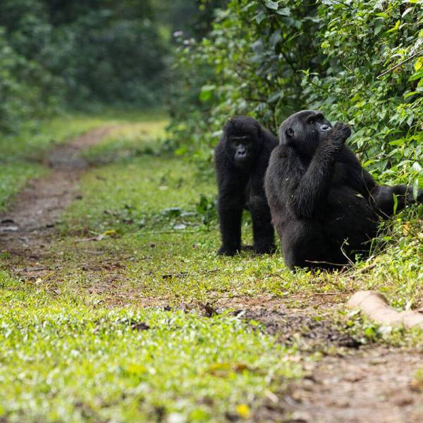 11 Days Gorilla Trekking Expedition Tour Image