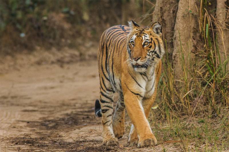 Corbett National Park Tour Package