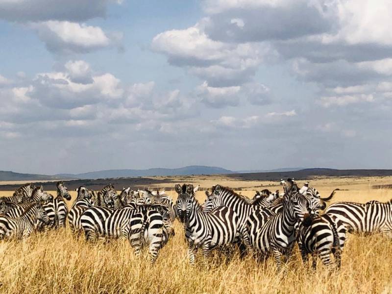 4 Days Great Migration in Maasai Mara and Lake Nakuru Safari
