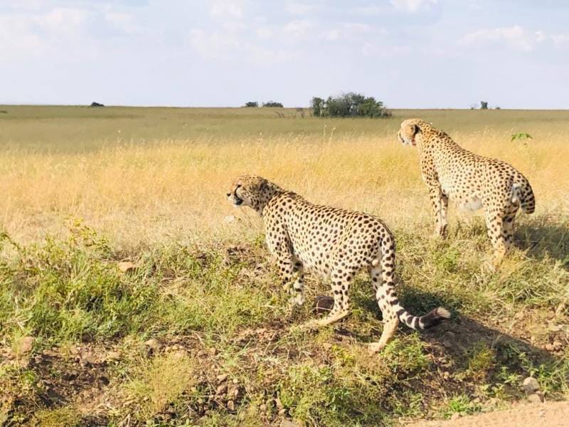 4 Days Great Migration in Maasai Mara and Lake Nakuru Safari