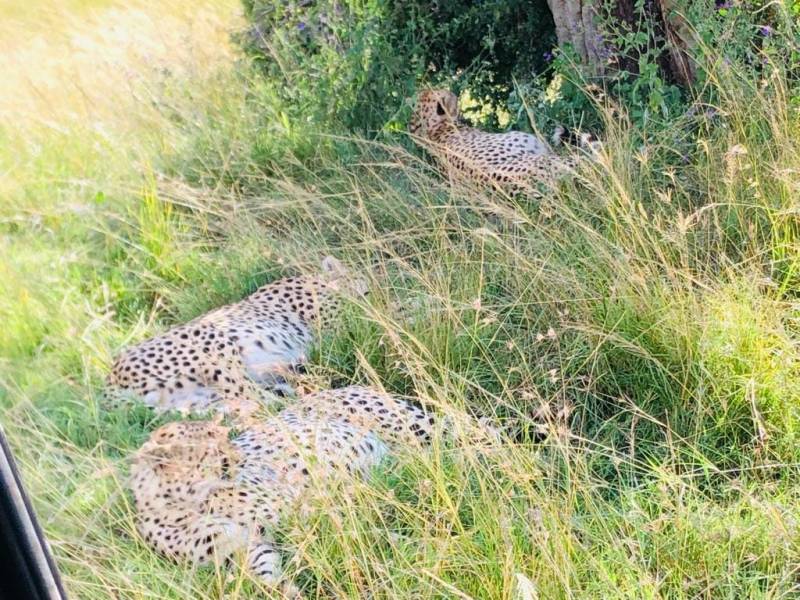 4 Days Great Migration in Maasai Mara and Lake Nakuru Safari