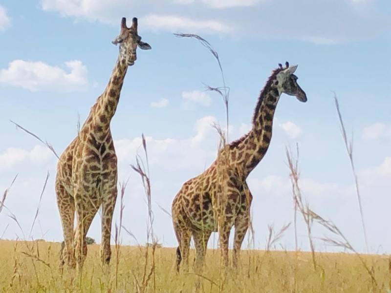 4 Days Great Migration in Maasai Mara and Lake Nakuru Safari