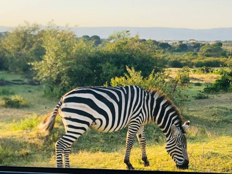 4 Days Great Migration in Maasai Mara and Lake Nakuru Safari