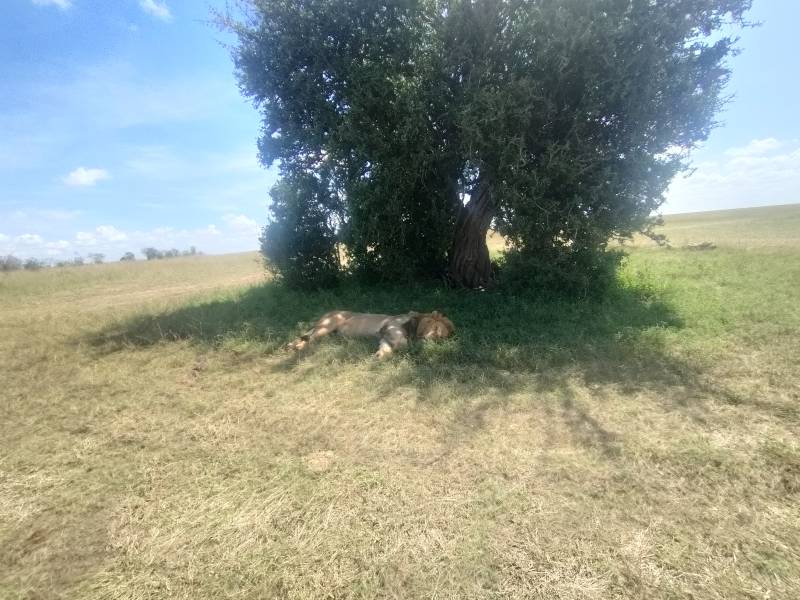 3 Days Great Migration Budget Safari in Maasai Mara National Reserve, Kenya