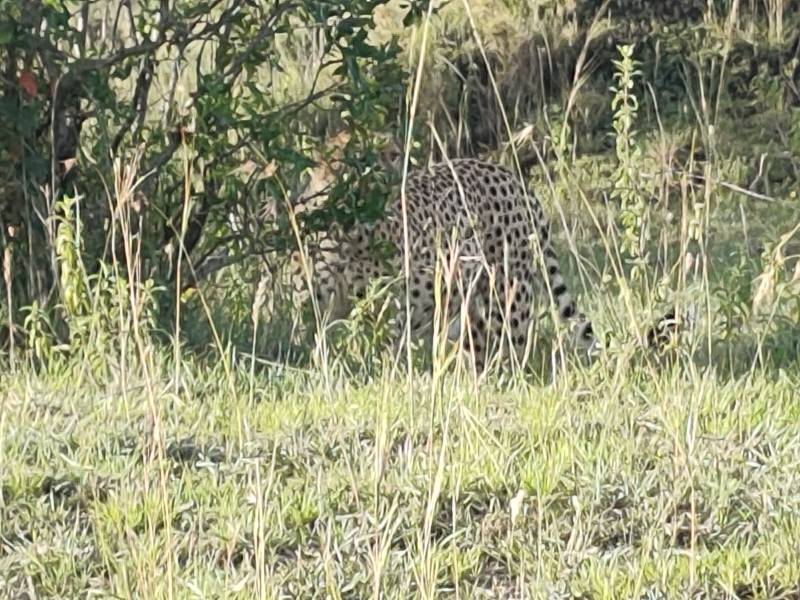 3 Days Great Migration Budget Safari in Maasai Mara National Reserve, Kenya