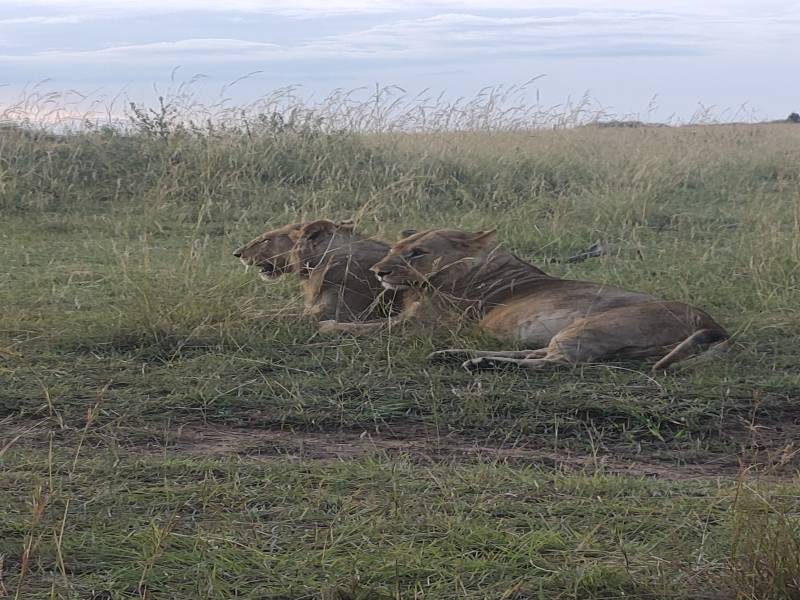 3 Days Great Migration Budget Safari in Maasai Mara National Reserve, Kenya