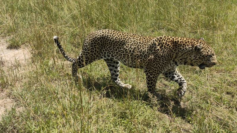 3 Days Great Migration Budget Safari in Maasai Mara National Reserve, Kenya