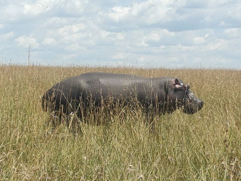 3 Days Great Migration Budget Safari in Maasai Mara National Reserve, Kenya
