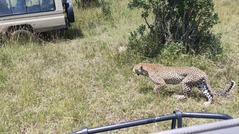3 Days Great Migration Budget Safari in Maasai Mara National Reserve, Kenya