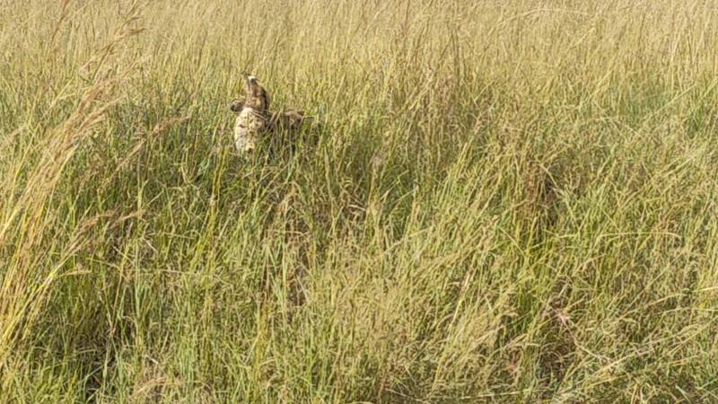 3 Days Great Migration Budget Safari in Maasai Mara National Reserve, Kenya