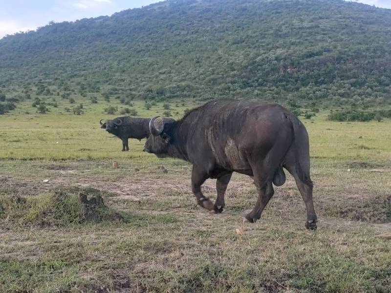 4 Days Great Migration Safari in Masai Mara, Kenya