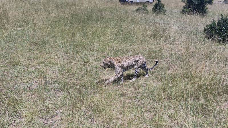 4 Days Great Migration Safari in Masai Mara, Kenya