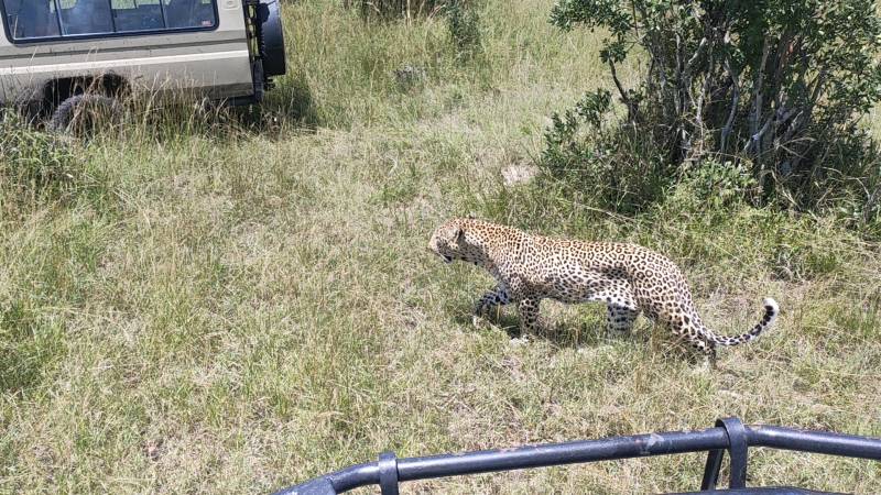 4 Days Great Migration Safari in Masai Mara, Kenya