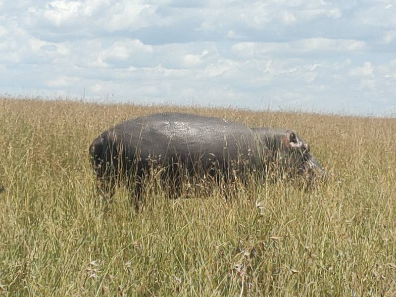 4 Days Great Migration Safari in Masai Mara, Kenya