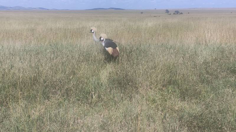 4 Days Great Migration Safari in Masai Mara, Kenya