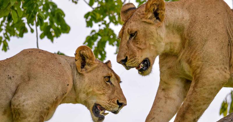 2 Days Tanzania Affordable Safari