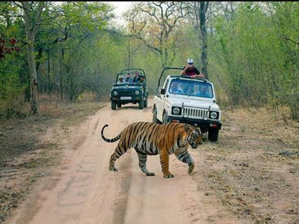Jim Corbett Jungle Jeep Safari